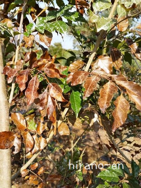 常緑樹のシマトネリコの葉が落ちる 植木屋 Yome Blog
