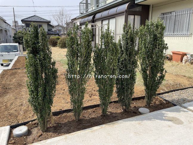 スカイペンシルの列植です。