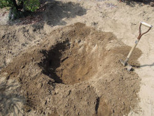 根鉢よりも一回り大きく穴を掘ります。