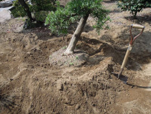 穴と根鉢の間に、土を入れます。